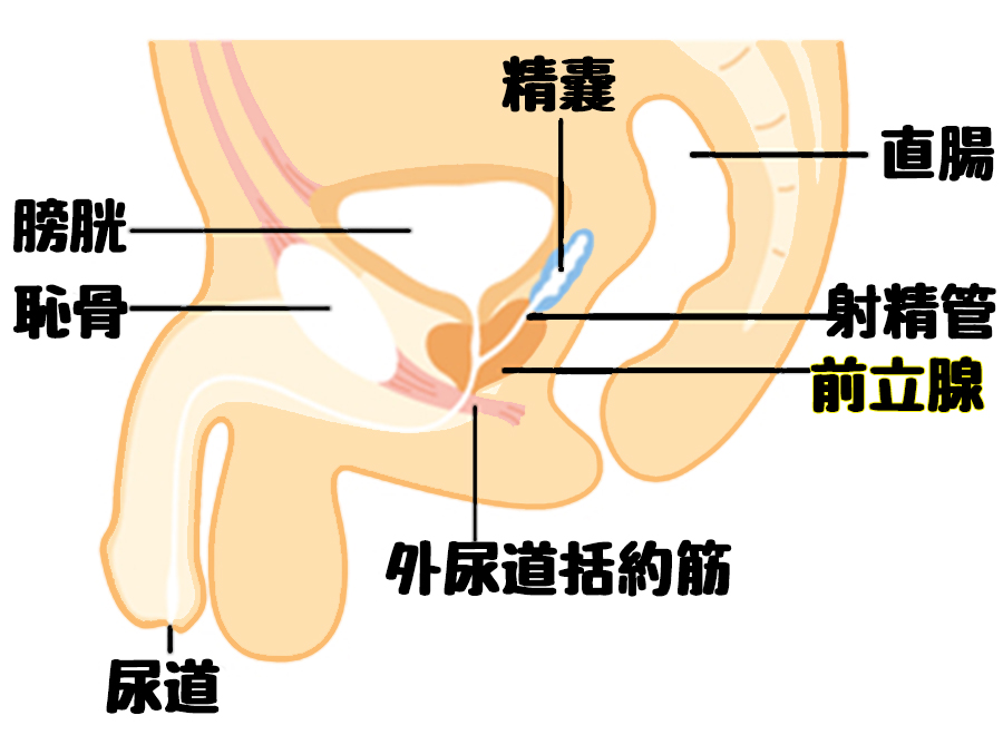 前立腺