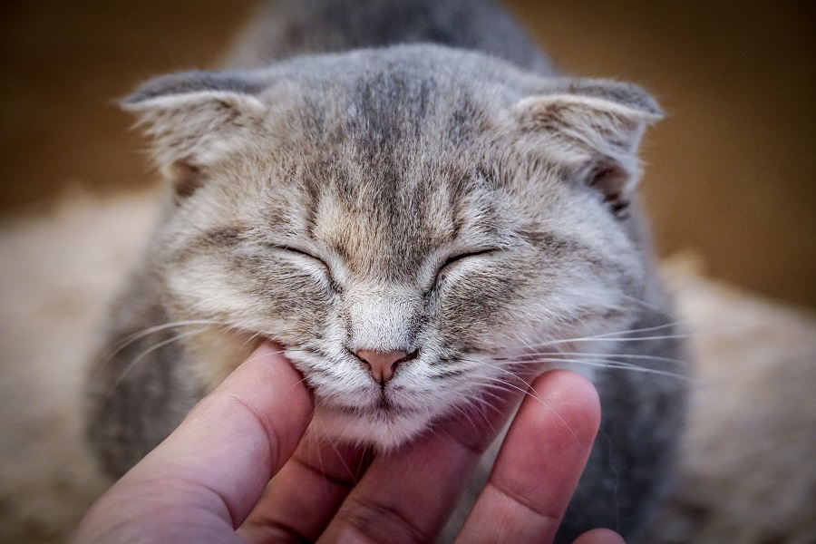 喜ぶねこ